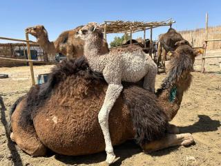 Merzouga cheer camp - 9