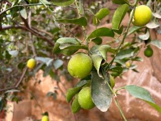 Riad Dar Laure - Taroudant - 4