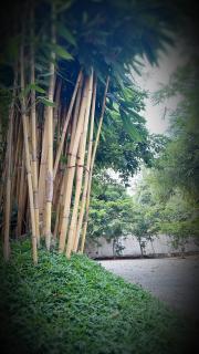 SummerSet - Dambulla - 4