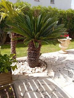 Rdc Villa Jardin et terrasse - 5