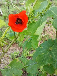 I Quattro Grappoli - 6