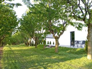 Domki w Winnicy - Świętokrzyska Winnica Knapów - 7