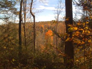 Secluded in the Woods Cedar Hot Tub Pet Friendly - 9