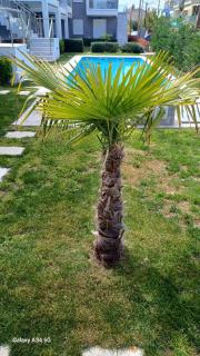 Perla Beach Apartments - Ofrínion - 9
