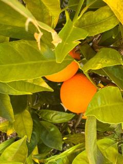 Massive 4 Bedroom House with Pool - 1