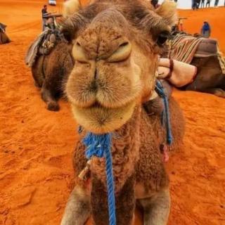 Sahara Merzouga Desert Glamping - Merzouga - 3