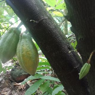 Vanillafarms - Wayanad - 3