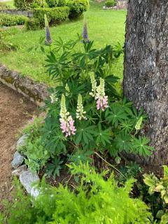 Green Paradise - Gabrovo - 8