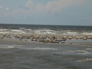 Ferienwohnung Mit Terrasse, Nur 1 Km Bis Zum Meer - Pellworm - 9