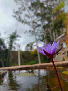 Nine arch home stay - Nikawatawana - 0