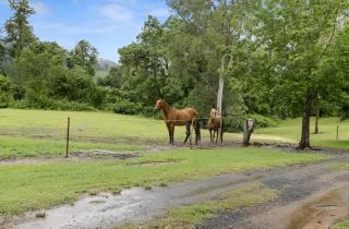 Huge Hidden Hinterland Estate - Canungra - 4