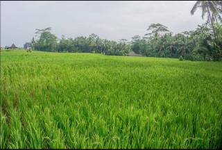 Uma rerama - Ubud - 6