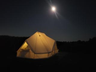 Alpaca view emperor bell tent - New Holland - 8
