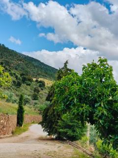 Quinta de Canelas - Torre de Moncorvo - 6