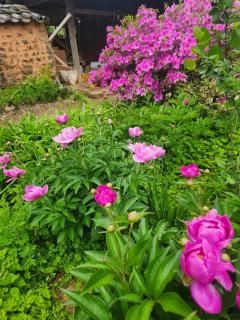 Hanok Soeun House - Miryang - 5