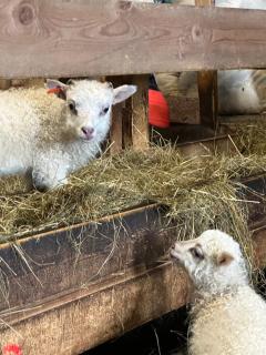 Selið Farm Stay - Guesthouse - - 0