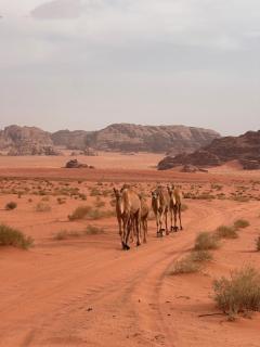 Fadi camp - Wadi Rum - 4