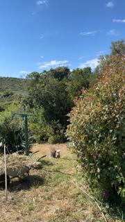 Camping individuel dans la maquis Corse - 7