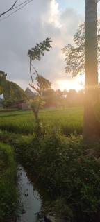 Budha bima - Ubud - 5