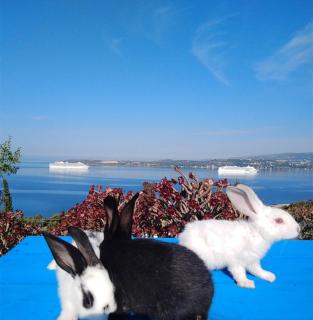 ELENA SEAVIEW house - Argostoli - 1