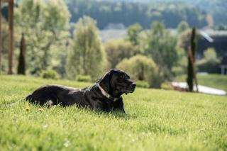 Apfelland Hideaways - Puch bei Weiz - 0