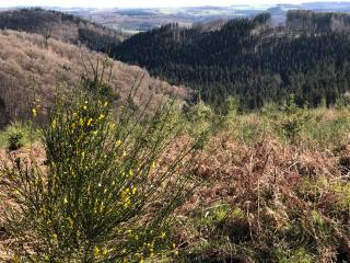 L'Orée de Borzée - La-Roche-en-Ardenne - 8