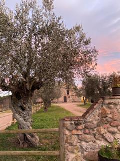 El niuet del bosc - Caldes de Montbui - 0