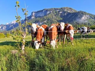Lampererhof - Sankt Johann in Tirol - 1