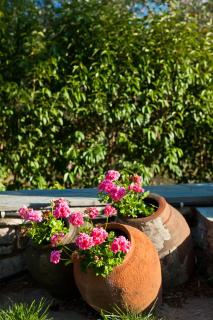 Aretousa Studios & Apartments - Skopelos - 9