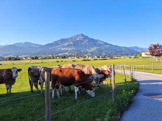 Lampererhof - Sankt Johann in Tirol - 7
