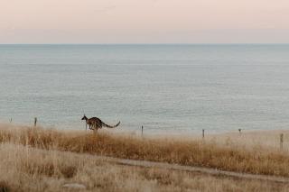 Off-grid Beachfront Cabin on Kangaroo Island - 3