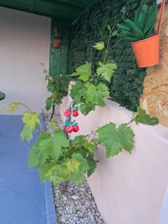 Apartman G8 - Bibinje - 8