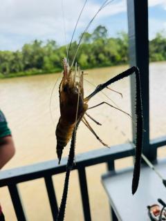 UmAb Rakit Stay Raft House - Gua Sai - 1