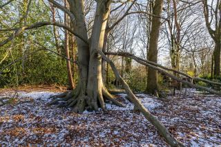 Enjoy a wonderful holiday in the woods - Een - 1
