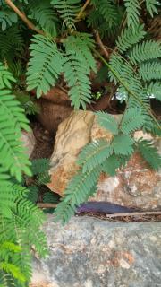 שלומית למשפחה - 3