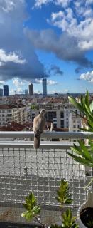 PLEIN SUD Terrasse Climatisation Garage Netflix - Lyon - 0