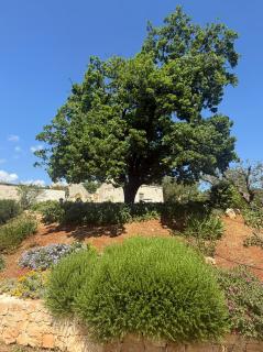 Exclusive Trullo with pool - 4
