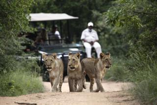Karongwe Portfolio - Kuname Lodge - Hoedspruit - 0