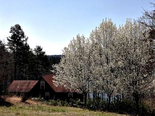 Spacious Log Cabin Rental with a Boat Dock on Greers Ferry Lake, Arkansas - Heber Springs - 7