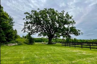 Cozy Cabin Surrounded by Fields and Woods in Oberlin, Ohio - Oberlin - 4
