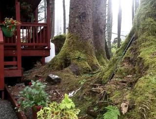 Charming A-Frame Cabin Rental on Prince of Wales Island in Hollis, Alaska - Hollis - 9