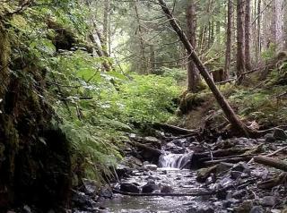 Charming A-Frame Cabin Rental on Prince of Wales Island in Hollis, Alaska - Hollis - 2