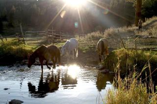 Peaceful Room in All-Inclusive Lodge on Traditional Ranch in Washington State - Republic - 1