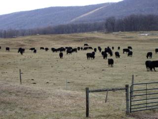 Historic Cottage Rental on Farmland near McConnellsburg, Pennsylvania - Mercersburg - 1