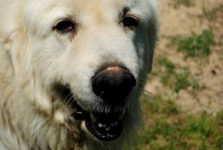 Private Vacation Rental on a Historic 19th Century Farm near Danville, Virginia - 1