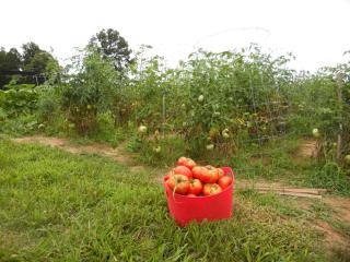 Private Vacation Rental on a Historic 19th Century Farm near Danville, Virginia - 6