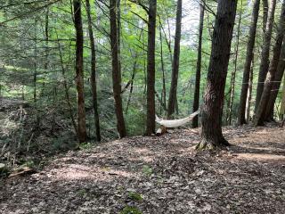 Amazing Equipped Bell Tent Nestled Among Nature in New York - Kerhonkson - 2