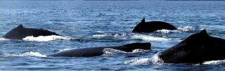 Eco-Friendly Cabin on Private Beach with Stunning Views near Homer, Alaska - Homer - 3