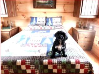 Unique Pet-Friendly Mountain Cabin Rental near Tryon International Equestrian Center - Mill Spring - 4