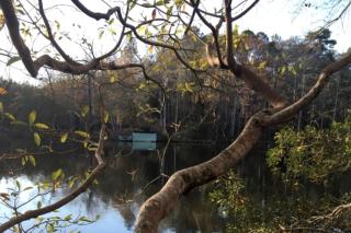 Rural Romantic Getaway with a Lilac Barn near a Fishing Pond in Greensboro, Alabama - - 2